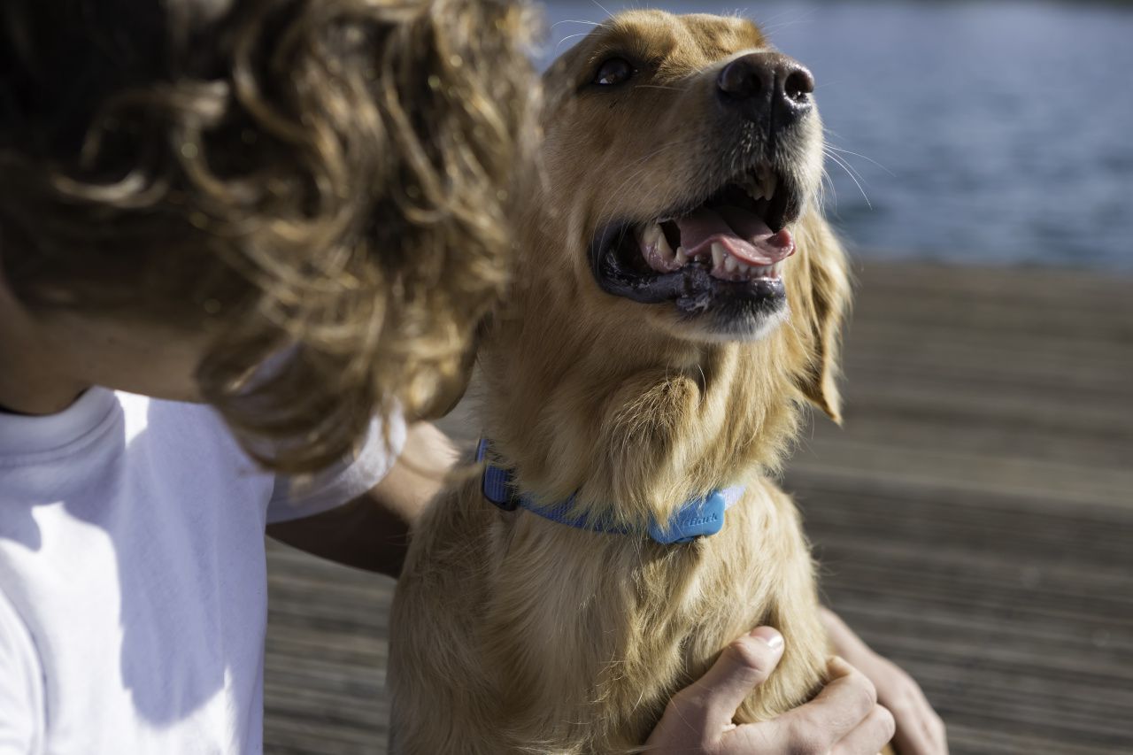 Fitbit for FitBark for Fido? Will make your pet healthier?