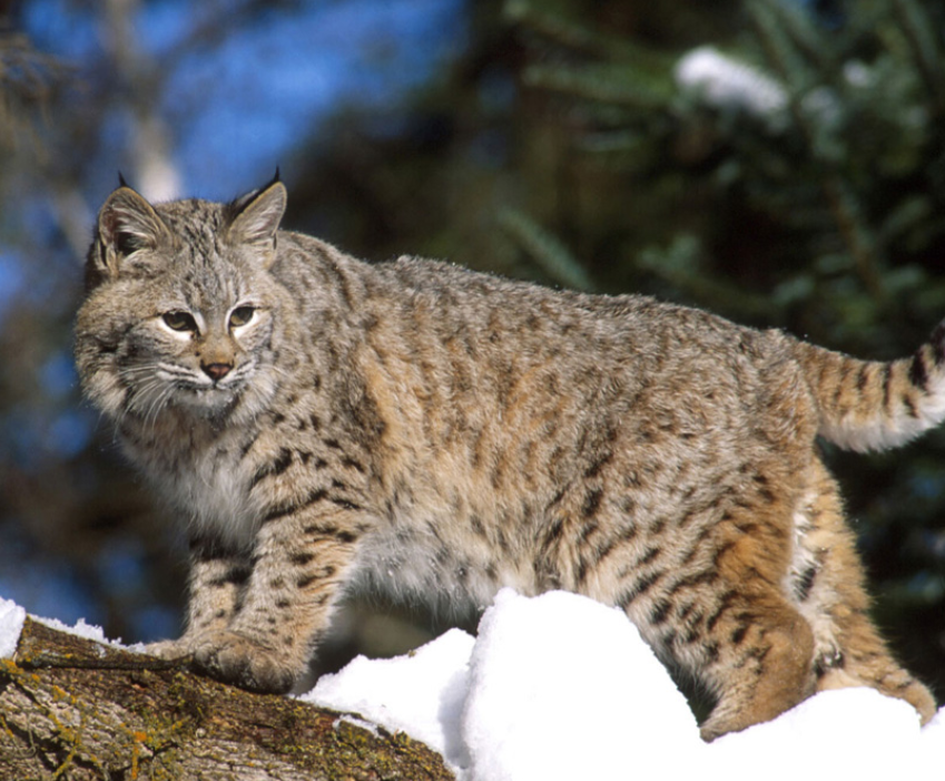 PHOTO: Bobcat Spotted on Oenoke Ridge Road Property