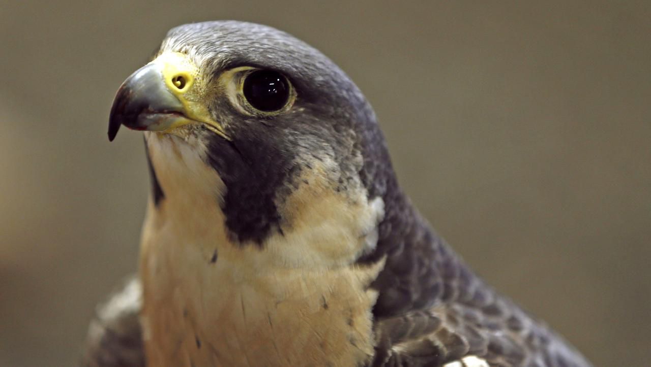 The Blackland Prairie Raptor Center Helps Birds of Prey Find Their Way
