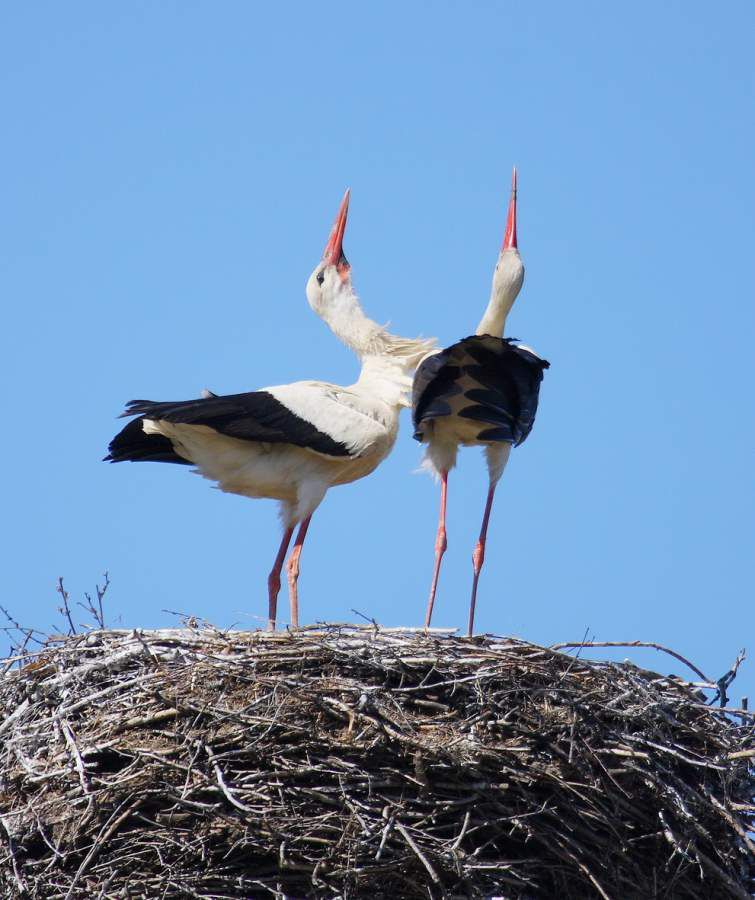 Stork-Valeriy-Yurko-e1558109475825.jpg