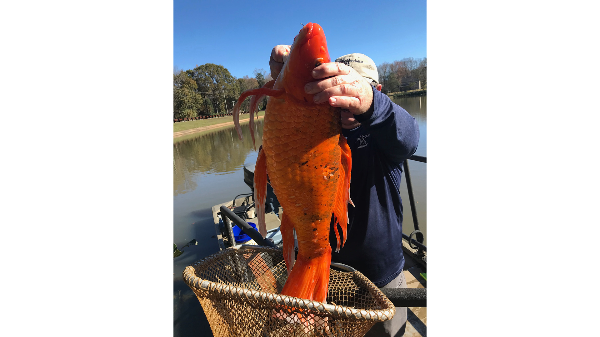 Goldfish lake best sale