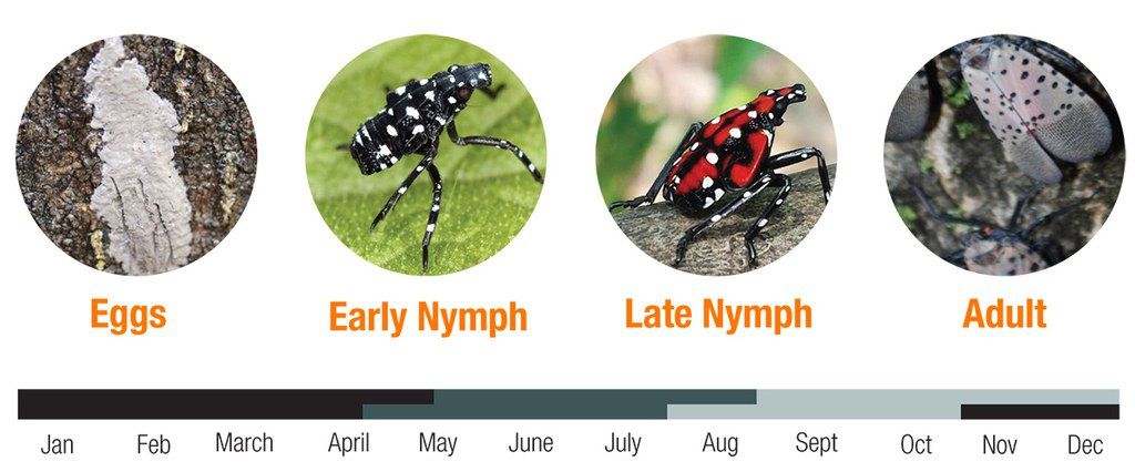 Bug-A-Salt insect-killing gun: Worth a shot against spotted lanternfly? 
