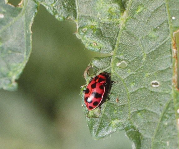 LADYBUG LOVER Street Sign ladybugs collectible lady bug bugs