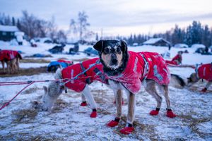 why do iditarod dogs wear booties