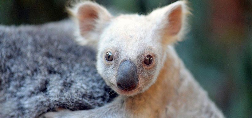 koala-blanca-2