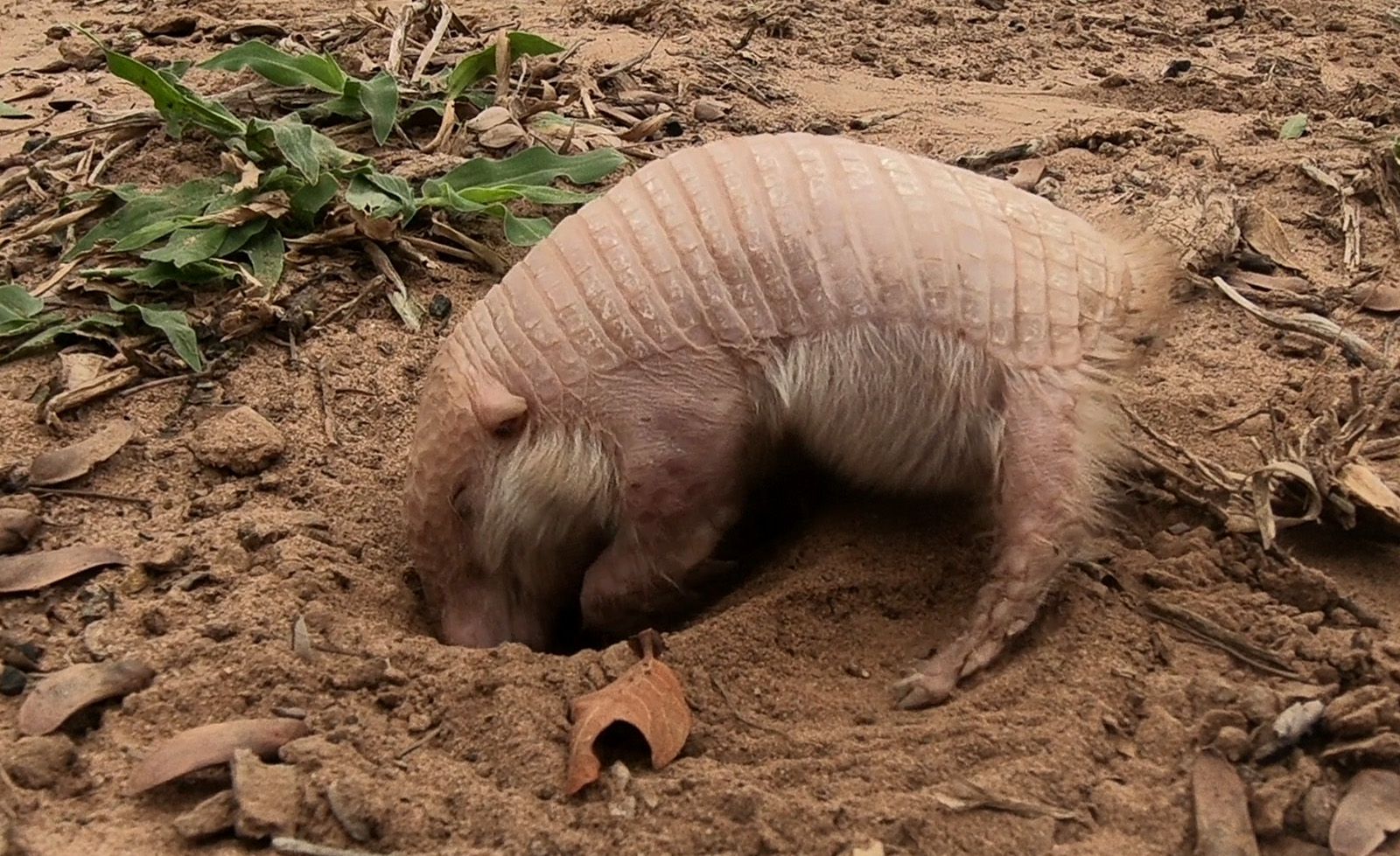 La Naci n Paraguay Salvaje capta a pichiciego una de las