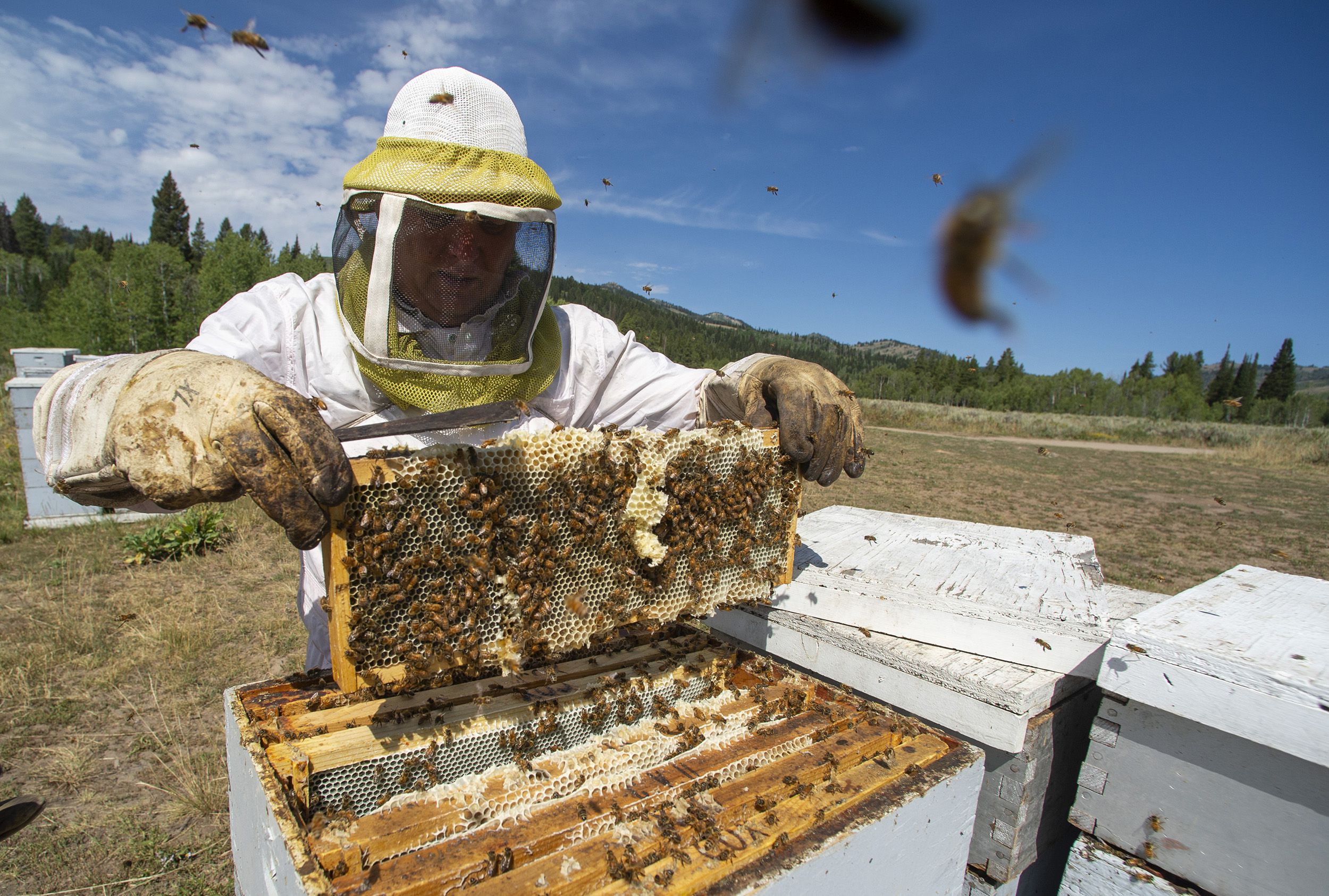 First-time beekeepers juggle insects and hive threats - News Nebraska