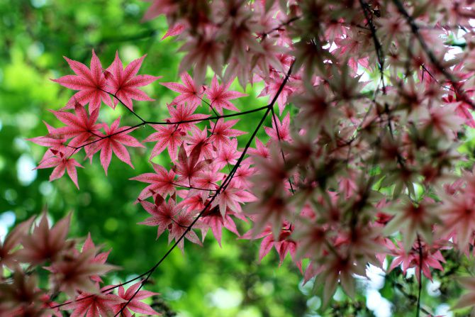 Howard Garrett: How to grow Japanese maples in the Dallas area