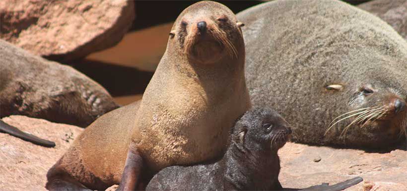 lobo-fino-austral-josefina-gutierrez