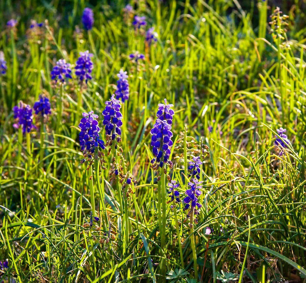 lettelse Være hud What are those blue Texas wildflowers that are not bluebonnets? Curious  Texas gets to the root of it