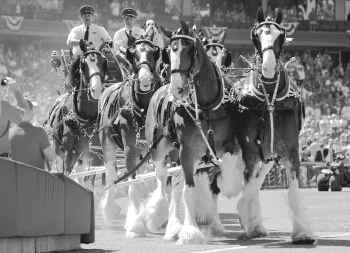 The Budweiser Clydesdales are back for Cardinals Opening Day