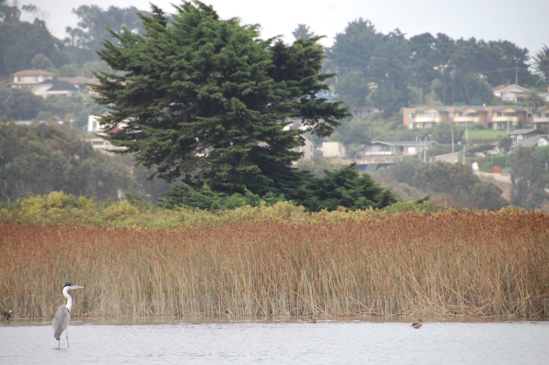 Humedal-Rio-Maipo-Cosmos-pajonales-y-garza-en-Humedal-.jpg