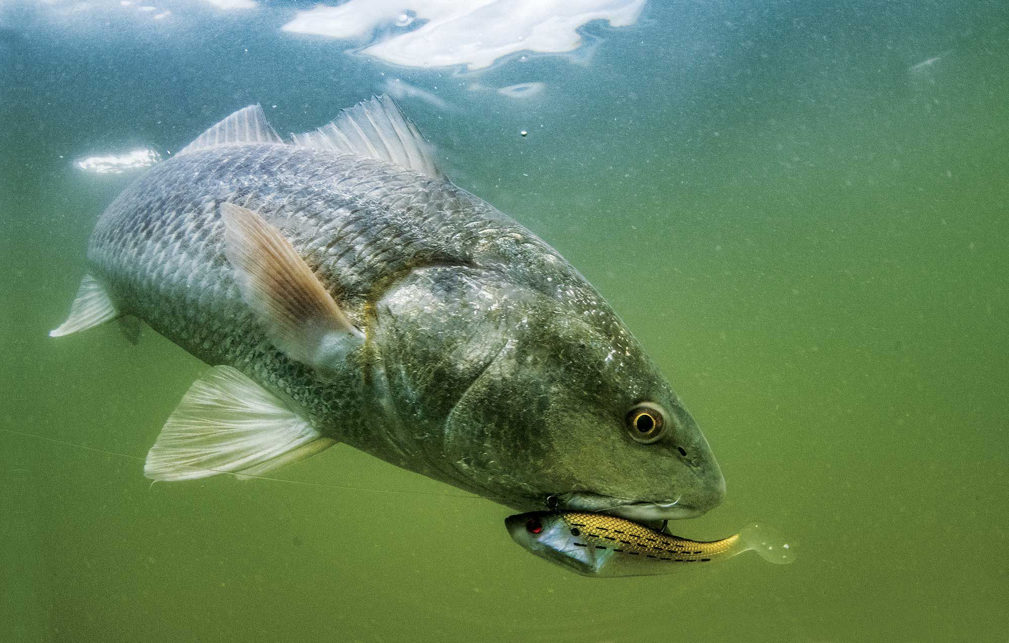 Five Hotspots For Winter Redfish Sport Fishing Magazine