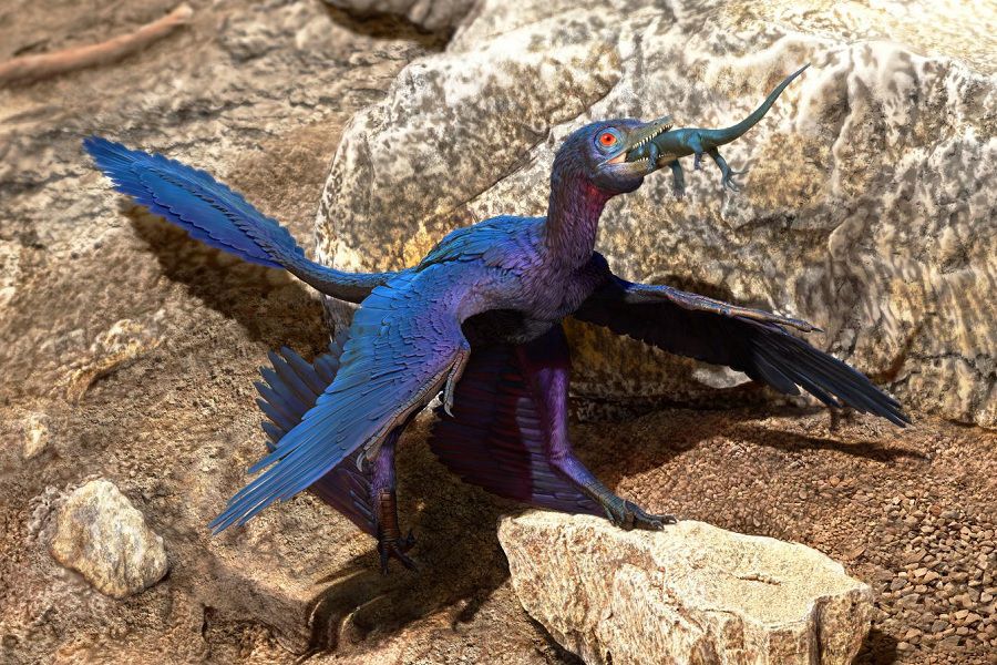 Microraptor