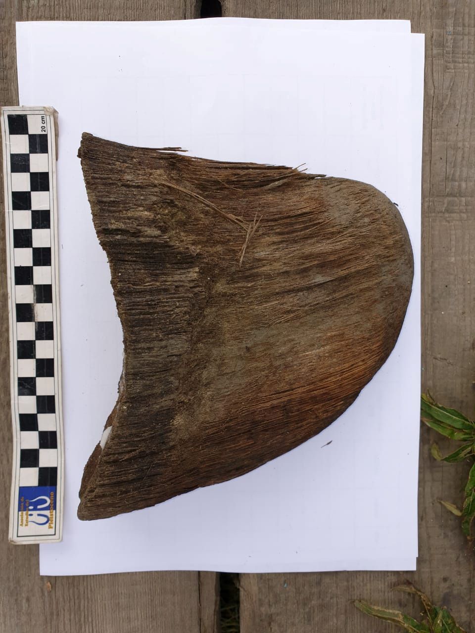 A horn of a juvenile woolly rhinoceros, the carcass of which was found in permafrost in Yakutia, is seen in this handout photo