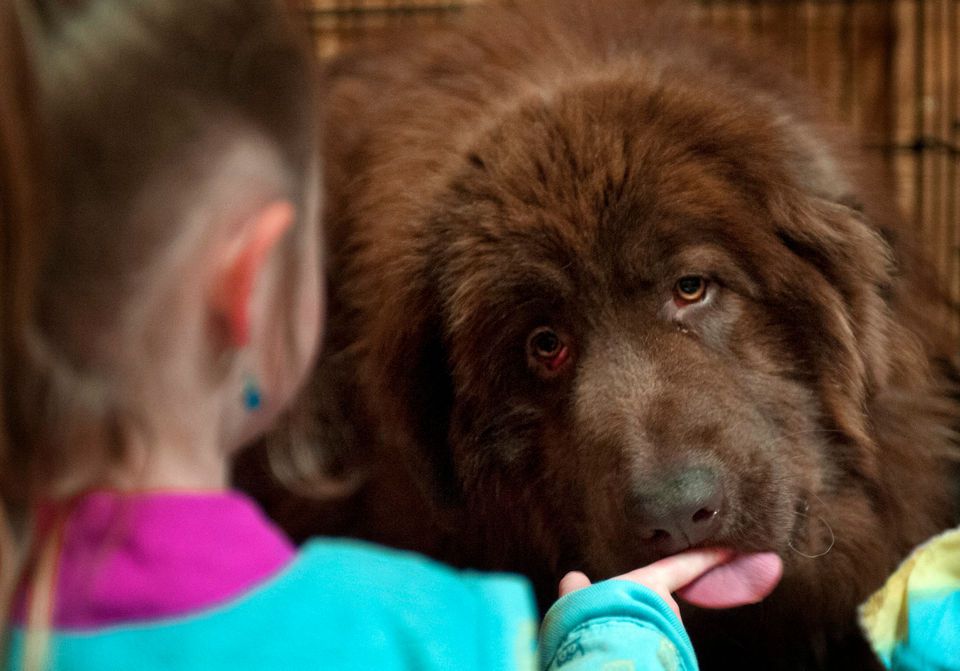 Shaggy best sale newfoundland mix