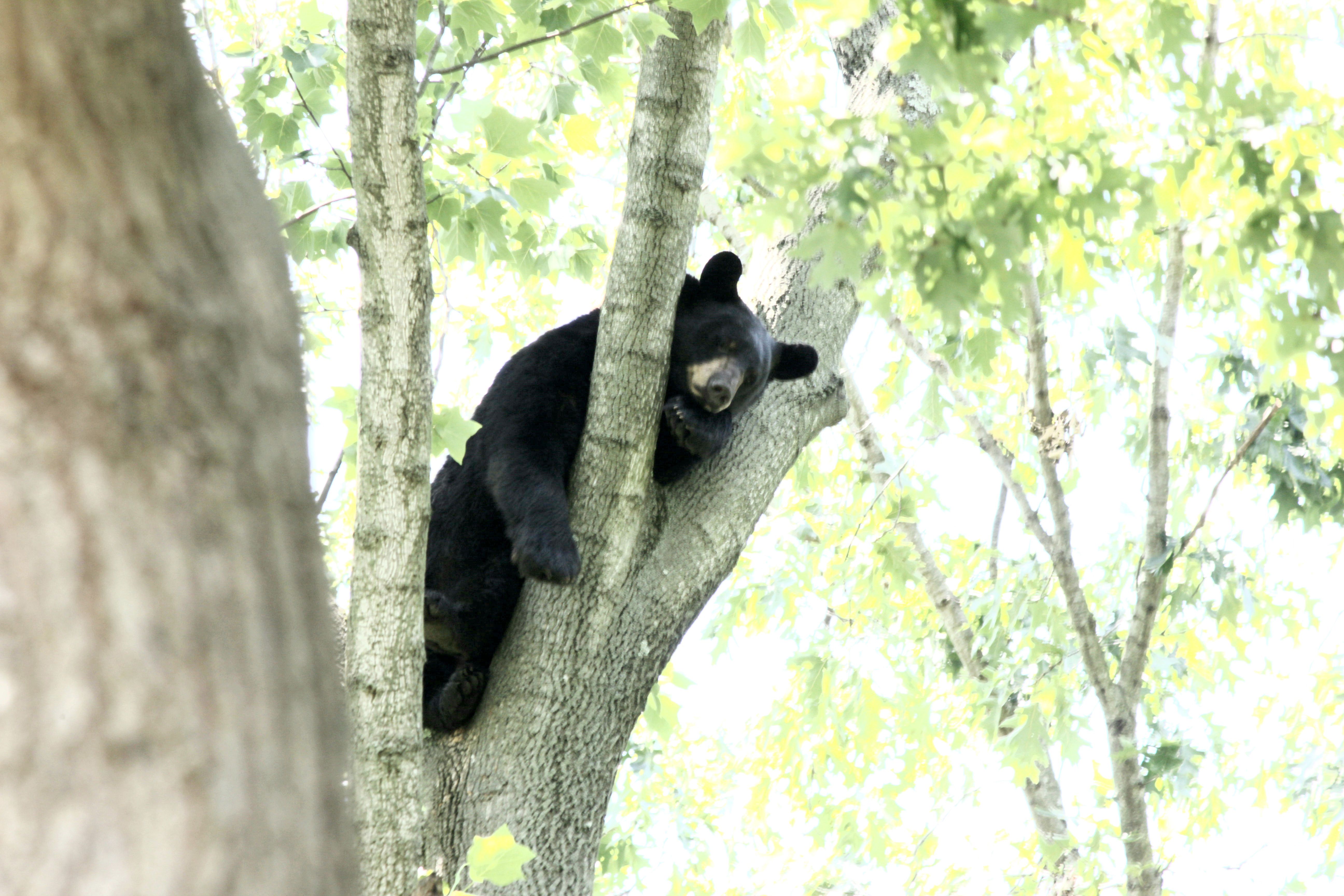 Beware of black bear in South Jersey