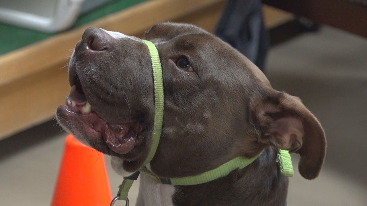 Proposed ban lift on pit bulls in Sioux City could affect Sioux Falls