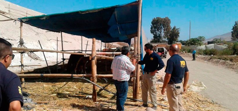 caballos-arica