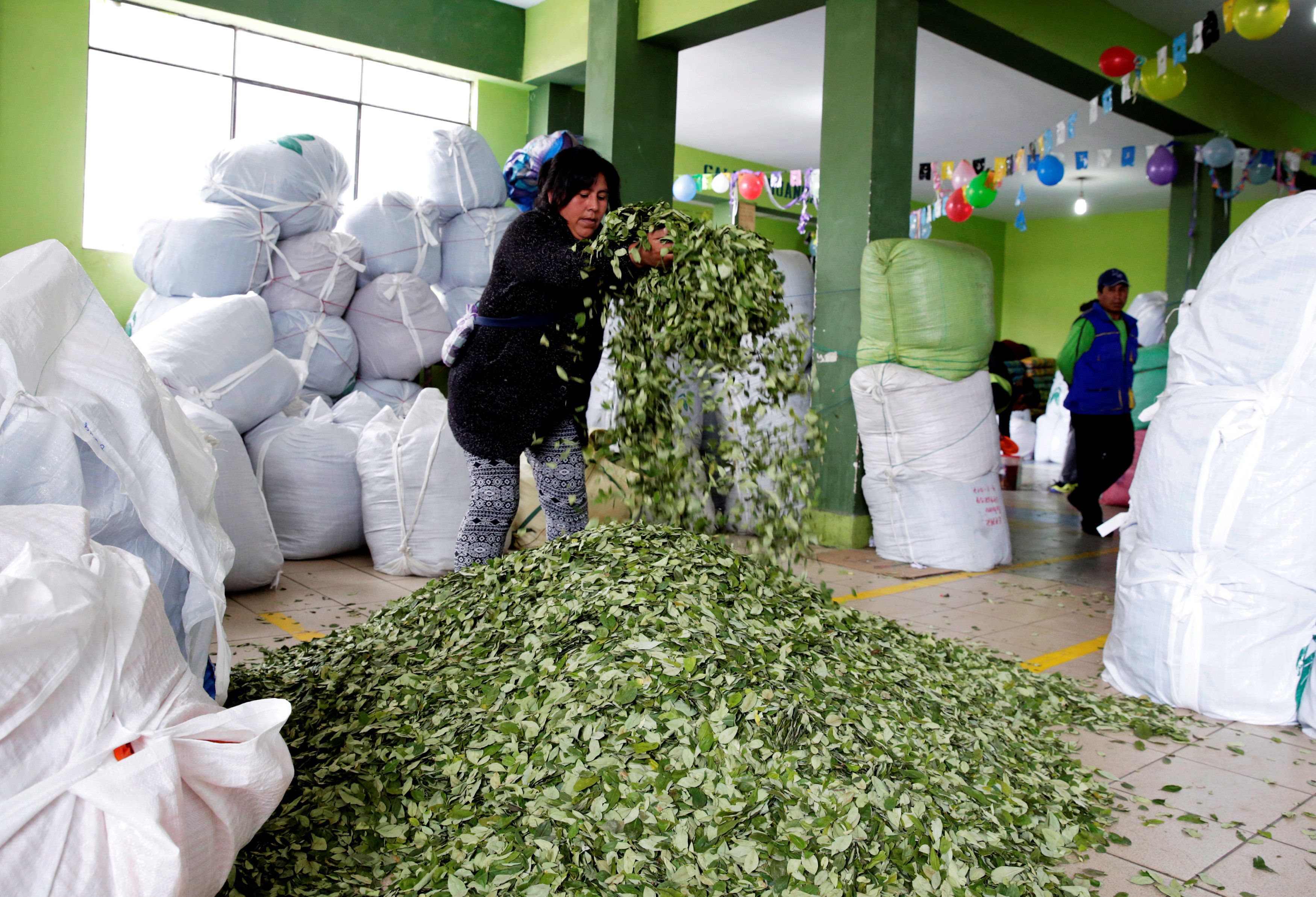 cultivo de coca en Bolivia