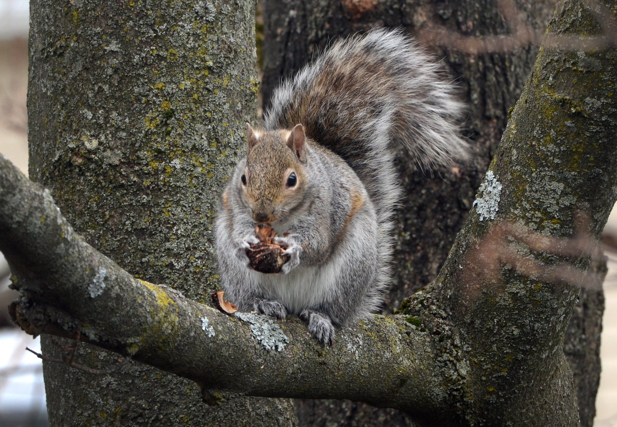 That's nuts! Squirrels stash winter food in Penn. couple's car