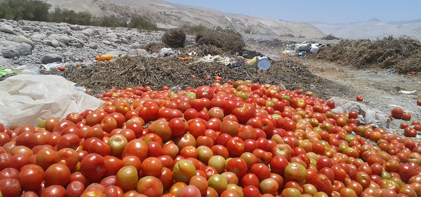 tomates-botados